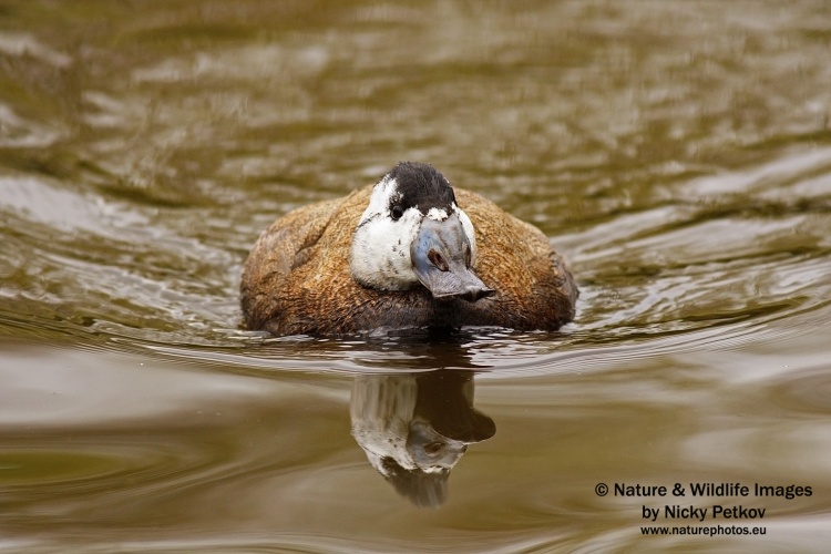 WildLife Photos of Birds, Geese, Ducks & others, White-headed Duck, Oxyura leucocephala